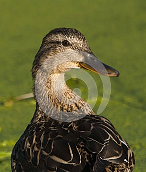 Duck with ducklings. Ducks swim in the pond. Duck Hunt. Water animal Wild duck.