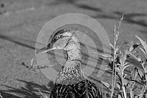 Duck with ducklings. Ducks swim in the pond. Duck Hunt. Water animal Wild duck.