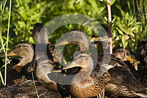 Duck with ducklings. Ducks swim in the pond. Duck Hunt. Water animal Wild duck.