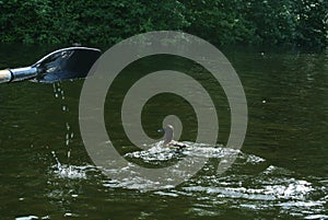 Duck with ducklings. Ducks swim in the pond. Duck Hunt. Water animal Wild duck.