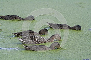 Duck with ducklings. Ducks swim in the pond. Duck Hunt. Water animal Wild duck.