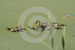 Duck with ducklings. Ducks swim in the pond. Duck Hunt. Water animal Wild duck.