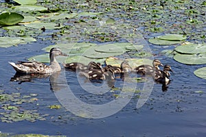 Duck with ducklings are floating in the overgrown pond