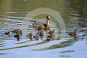 Duck and ducklings in the forest river