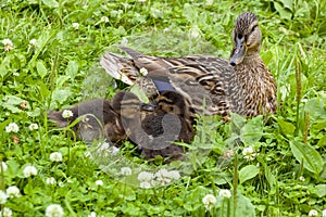 Duck with ducklings among a grass