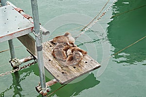 Duck with ducklings huddled together at jetty