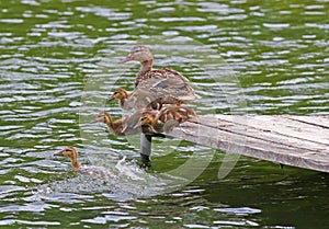 Duck and Ducklings jumping into a lake