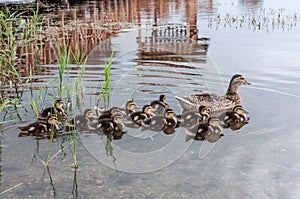 Duck ducklings lake