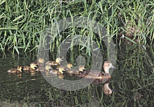 Duck and Ducklings In a Marsh