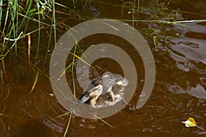Duck with ducklings near the shore on the surface of the water