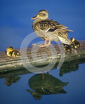 Duck and Ducklings Reflection on a Log