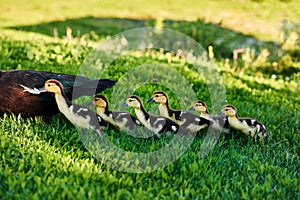 Duck with ducklings relax on grass