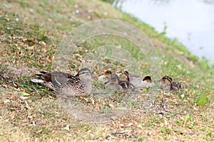 Duck and ducklings rest on the shore.