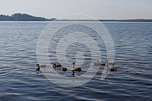 Duck with ducklings swim on the lake