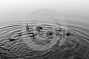 Duck with ducklings swim on the lake