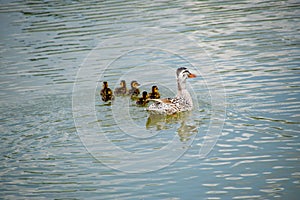 A duck with ducklings is swimming in a pond. Ducks swimming in the pond. Wild mallard duck. Drakes and females