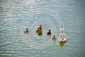 A duck with ducklings is swimming in a pond. Ducks swimming in the pond. Wild mallard duck. Drakes and females