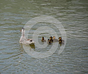 A duck with ducklings is swimming in a pond. Ducks swimming in the pond. Wild mallard duck. Drakes and females