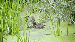 A duck with ducklings