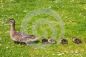 Duck with ducklings.walk in city bird