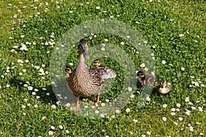 Duck with ducklings.walk in city bird safety