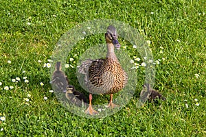 Duck with ducklings.walk in city bird safety downtown