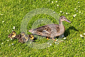 Duck with ducklings.walk in city bird safety downtown