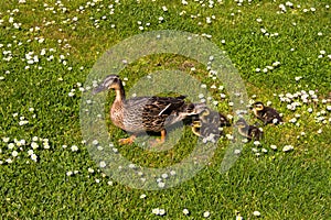 Duck with ducklings.walk in city birds care of children