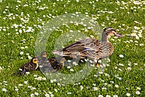 Duck with ducklings.walk in city birds care of children