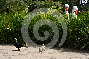 Duck and ducklings walk in the park, Black Lake, Gramado