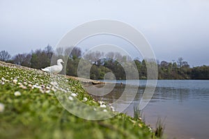 Duck at the ducks lake