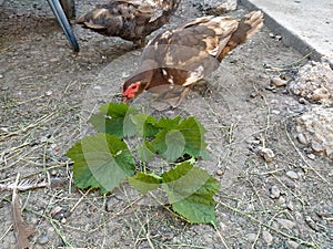 Duck eat a grape leaves