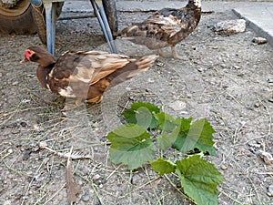 Duck eat a grape leaves
