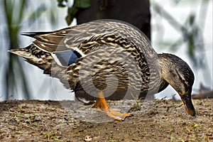 A duck eating in the earth