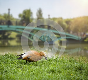 A duck eats fresh green grass on the shore of a pond against the background of a bridge