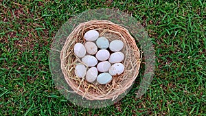 Duck eggs in the basket