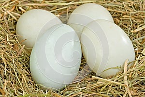 Duck Eggs