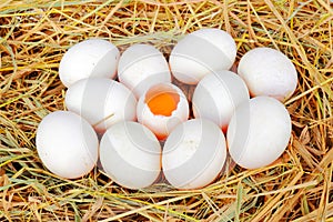 Duck eggs on straw nest.