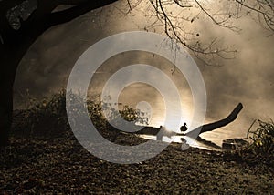 Duck, Emerging From Golden Mist Filled Lagoon