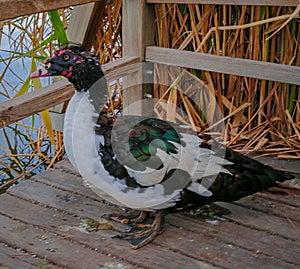 A duck that enchants with its colors