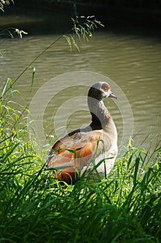 A duck in Esslingen am Neckar, Germany