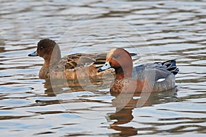 Duck Eurasian Wigeon or Widgeon Mareca penelope Duck Family. A pair of wild ducks swim in the water