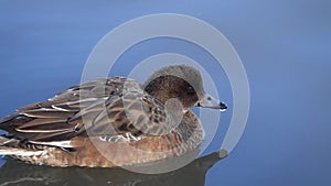 Duck Eurasian Wigeon or  Widgeon Mareca penelope female. Wigeon swims in the water close-up