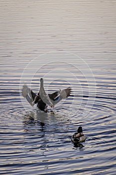 A duck extends its close to another duck.