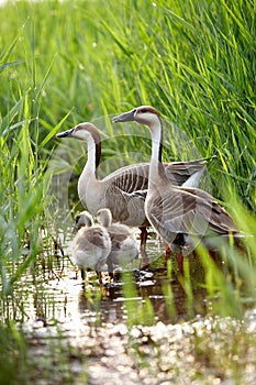 Duck family