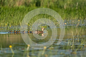 Duck family