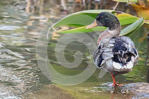 Duck in the family Anatidae