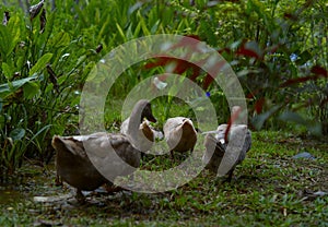 Duck family back to nature places