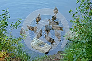 Duck family on the border of the lake photo