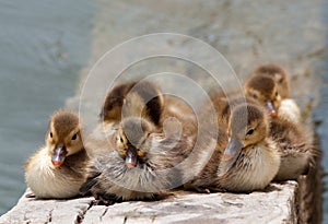 Duck family photo